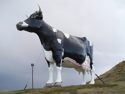 Salem Sue - The World's Largest Cow | Amusing Planet